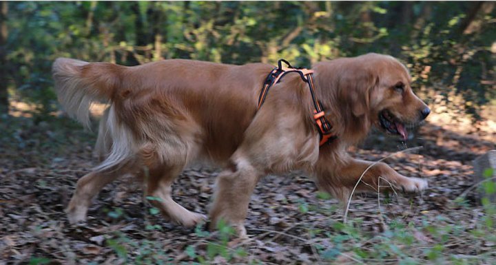 Chai's choice dog harness
