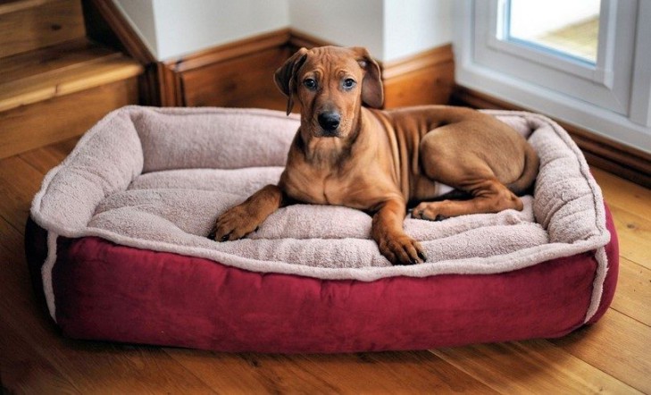 how to introduce new dog bed