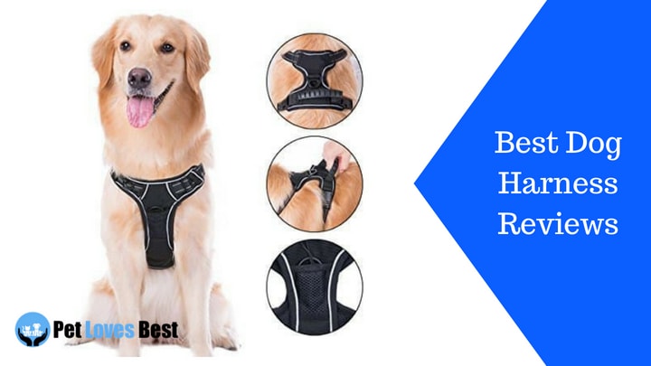 Featured Image Best Dog Harness Reviews