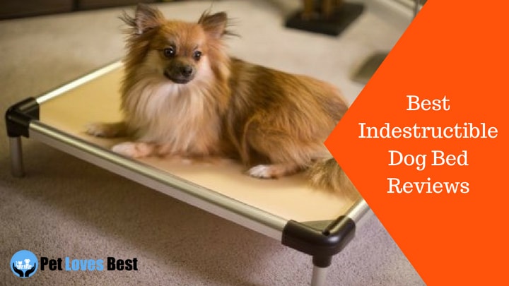 Featured Image Best Indestructible Dog Bed Reviews