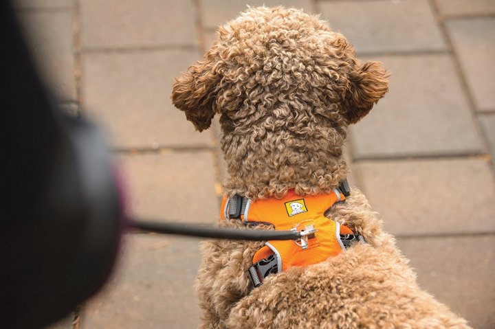 Ruff Wear Front Range Dog Harness leash