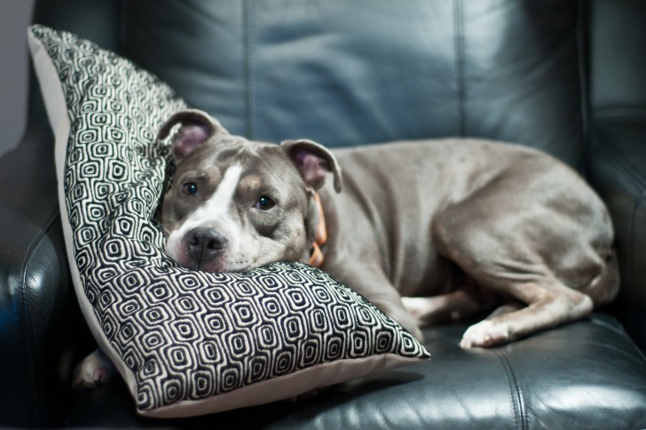 dog on sofa indoors