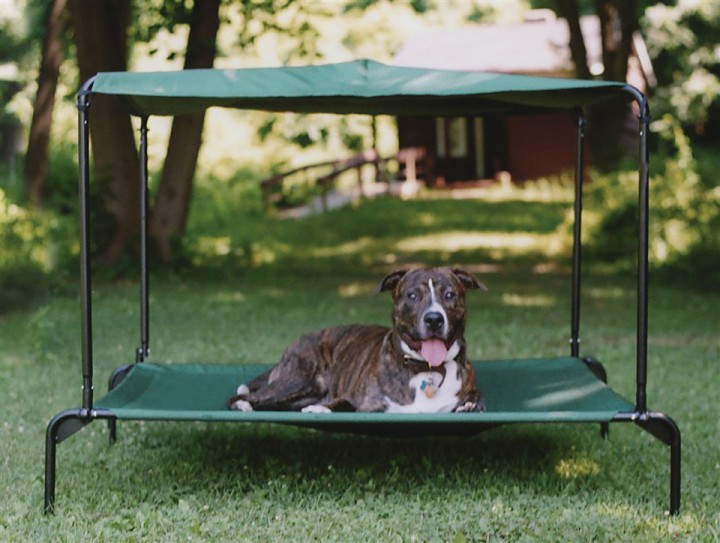 raised dog bed outdoors