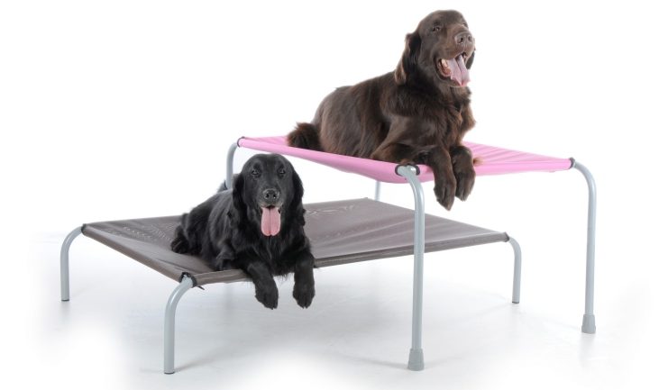 elevated dog bed benefits