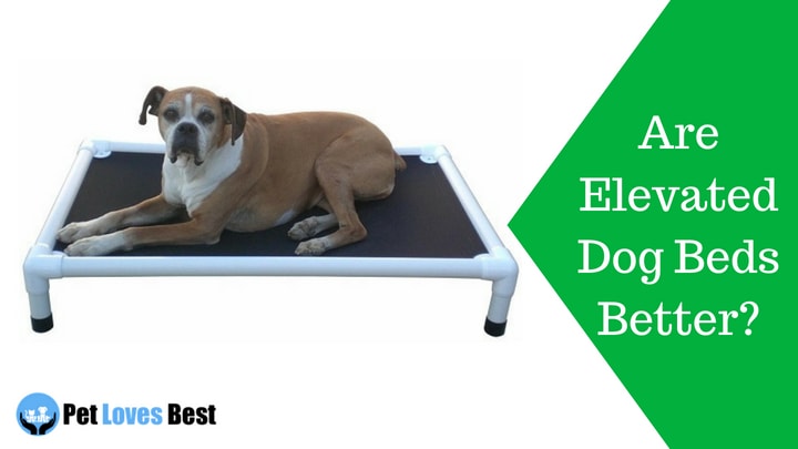 Featured Image Are Elevated Dog Beds Better