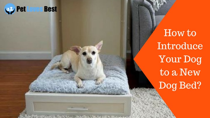 Featured Image How to Introduce Your Dog to a New Dog Bed