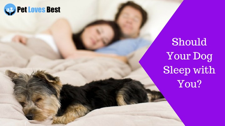 Featured Image Should Your Dog Sleep with You
