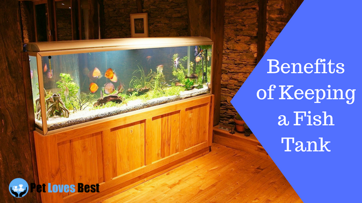 Featured Image Benefits of Keeping a Fish Tank