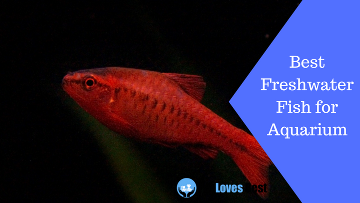 Featured Image Best Freshwater Fish for Aquarium