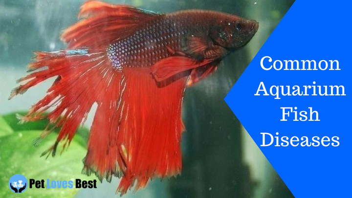 Featured Image Common Aquarium Fish Diseases