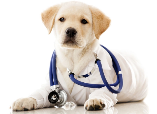 Get the puppy Vaccinated