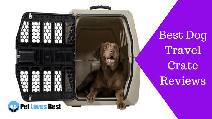 Featured Image Best Dog Travel Crate Reviews