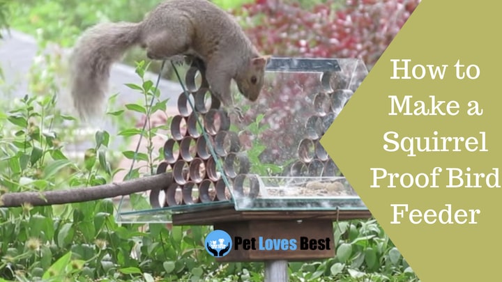 Featured Image How to Make a Squirrel Proof Bird Feeder