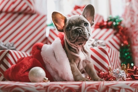 dog in a Santa dress