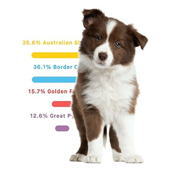 What is a Dog DNA Test?