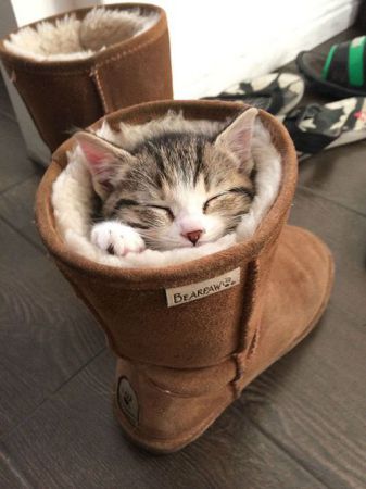 kitten stuck in shoe