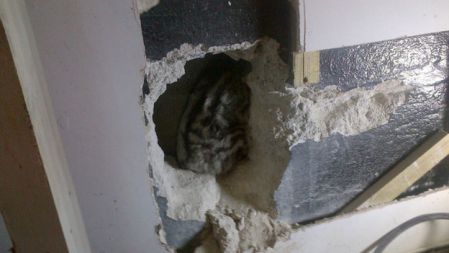 wall smashed to find the cat