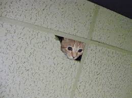 kitten climbed to the dropped ceiling