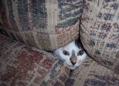 find a lost cat indoor