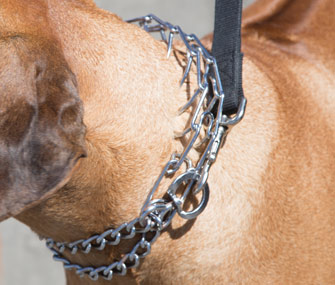 best dog collar for walking