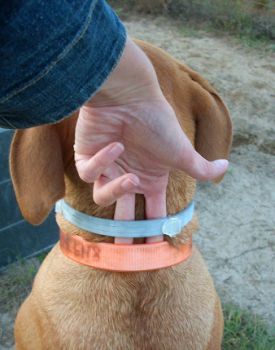 anti-flea dog collar