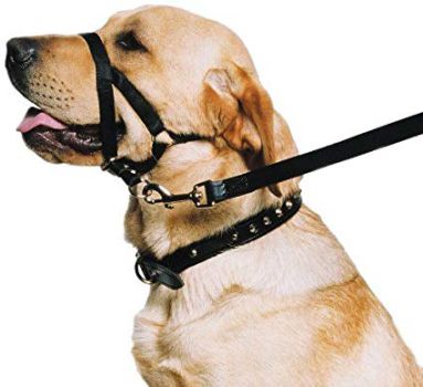 dog halter and head collar