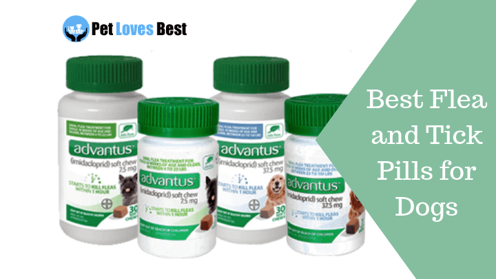 Featured Image Best Flea and Tick Pills for Dogs