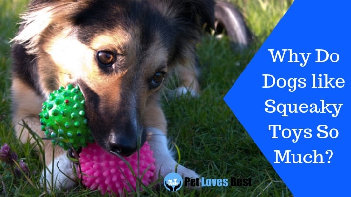 Featured Image Why Do Dogs like Squeaky Toys So Much?