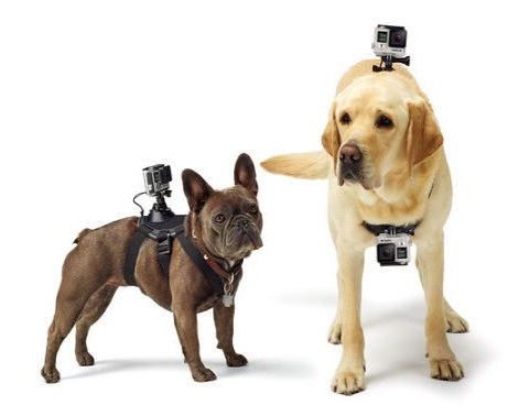 GoPro Fetch Action Camera Harness