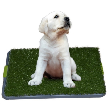 Sonnyridge Easy dog potty grass