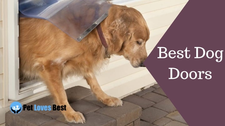 Best Dog Doors Featured Image