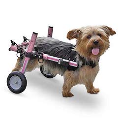 Best Dog Wheelchair Vet Approved