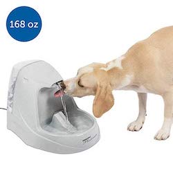 Best Dog Water Fountain