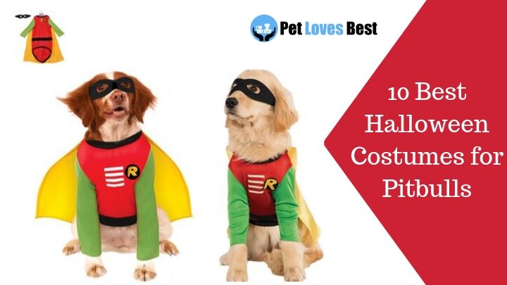 10 Best Halloween Costumes for Pitbulls Featured Image