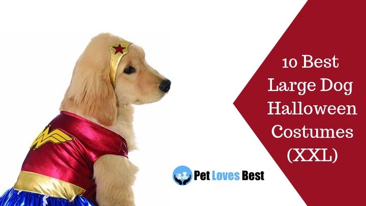 10 Best Large Dog Halloween Costumes (XXL) Featured Image