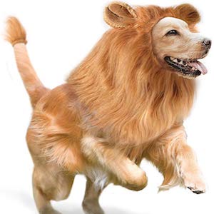 GALOPAR Lion Mane for Dogs