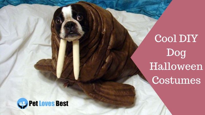 25 Cool DIY Dog Halloween Costumes Featured Image