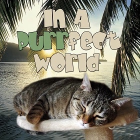 in a purrfect world podcast