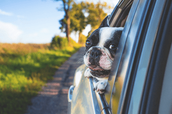 dog peeking out of the car window