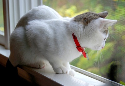 why cat window perch