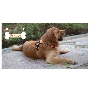 Chai's Choice Dog Harness for Running