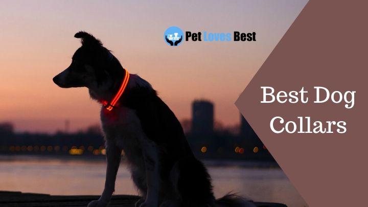 Featured Image Best Dog Collars