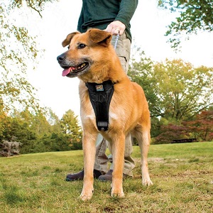 Kurgo Tru-Fit Dog Harness for Car