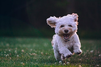 a running toy breed dog