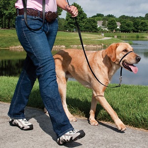 Best Dog Collars for Pulling