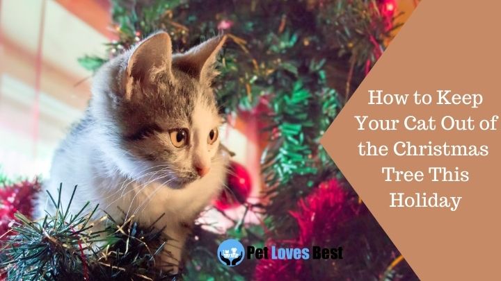 How to Keep Your Cat Out of the Christmas Tree This Holiday Featured Image