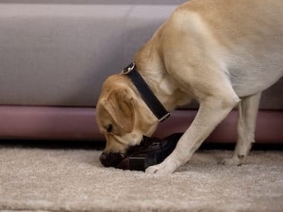 Dog Steals Shoes