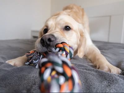 Dog Playing with Toy