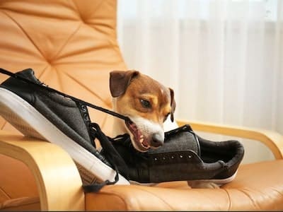Dog Chewing Shoes