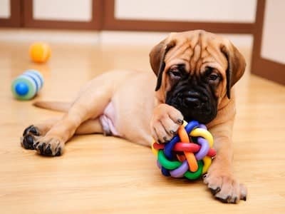 Dog With Toy